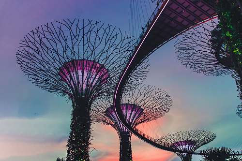 singapore photo of Gardens by the Bay, Singapore flora
